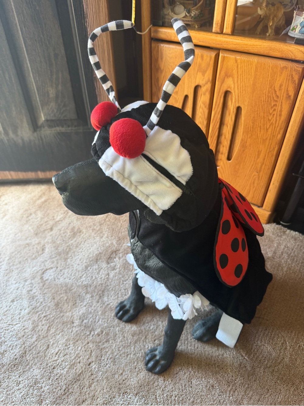 Dog xxl Ladybug Costume Hoodie with Antennae - Black & Red
